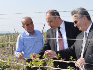 Manisa’da 240 Bin Dekar Bağda Hasar Meydana Geldi