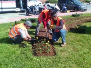 Alanya Belediyesi Mevsimlik Çiçek Dikimine Başladı