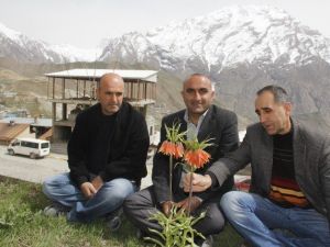 Ters Lale Tehlike Altında