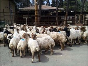 Kilis’te 91 Adet Kaçak Koyun Ele Geçirildi