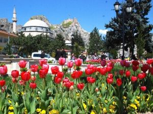 Tokat’ı 77 Bin Lale Süslüyor