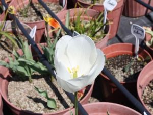 Türkiye’nin İlk Yerli Lale Çeşitleri Yetiştirildi