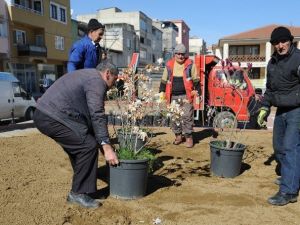 Osmangazi Çiçek Açtı