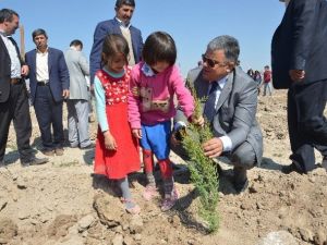 Ereğli’de 4 Bin Adet Fidan Dikildi