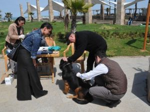 Akçakoca’da Sahipli-sahipsiz Tüm Köpekler Aşılandı