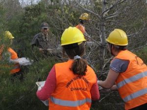 Terminatör Böcekler Savaşacak, Doğa Kazanacak