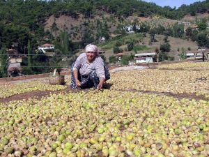 İncir Serada Kurutulacak