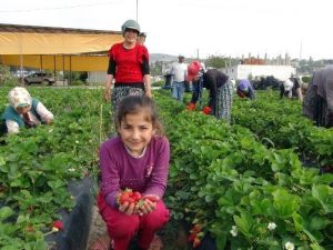 Silifke’de Çilek Ve Domates İhracatı Başladı