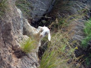 AKUT Oğlak Kurtardı