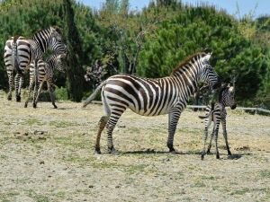 İzmir’in Zebraları 3’tü 5 Oldu