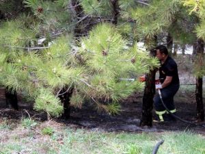 Eskişehir’de Orman Yangını