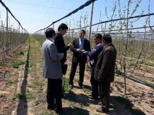 Niğde’de Elma Ve Kirazda Artış Bekleniyor