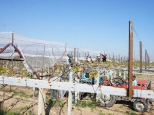 Üzüm Bağını ’Dolu Savar’ Örtüyle Koruyor