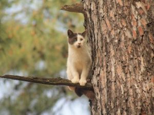Doğum Gününde Kedi Kurtarma Operasyonu