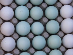 Bu Tavuklar Mavi Yumurta Yumurtluyor