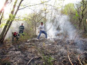 Ordu’da Orman Yangını