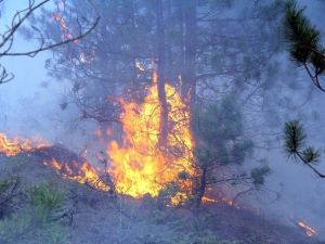 Kastamonu’da 5 Hektarlık Ormanlık Alan Yandı