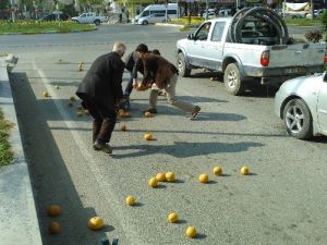 Yola Dökülen Greyfurtlar, Sürücüler Tarafından Toplanıp Sahibine Verildi