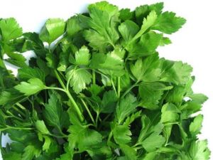 Maydanoz Kırışıklık Düşmanı