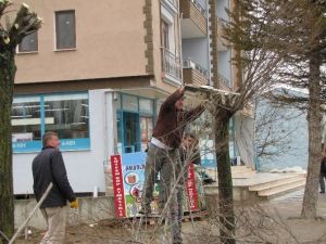 Hisarcık Belediyesi’nden Ağaç Budama Çalışmaları