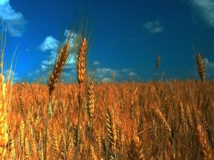 Çukurova’da Hasat Heyecanı