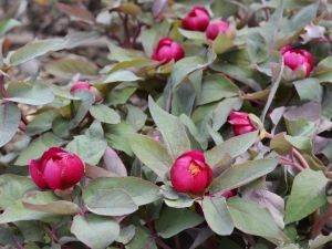 Şakayık’a Özel Foto Safari