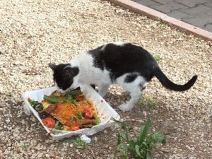 Kediye İki Porsiyon Kebap