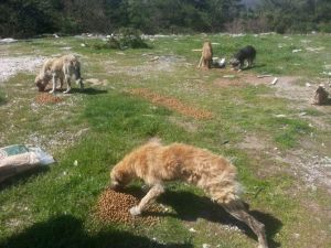 Aç Kalan Köpeklere Gönüllülerden Yiyecek Desteği