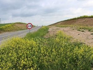 Karayolunda Çiçekler Açtı