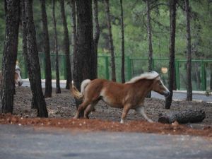 Türkiye’nin İlk Safari Parkı Açılıyor