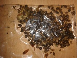 Erzurum’da Uyuşturucu Operasyonu