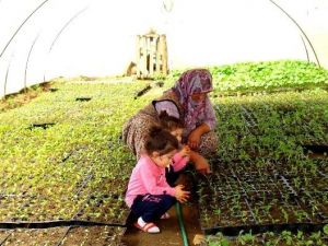 Emcelli Biberinin Ekim Alanları Daralıyor