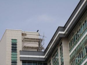 Elektrik Borcunu Ödeyemediğini İddia Eden Şahıs, Binaya Çıkıp Atlamak İstedi