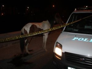 Başkent’te Yaralı AT Saatlerce Tedavi Bekledi