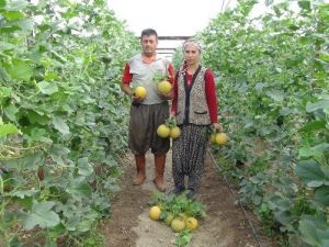 Türkiye’nin İlk Kavun Hasadı Silifke’de Başladı