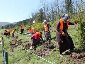 Düzce’de Cumhurbaşkanı Adına Hatıra Ormanı