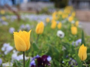 Gölbaşı Çiçekler İle Renklendi