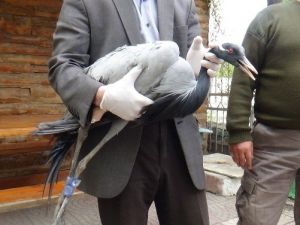 Telli Turna Protez Bacakla Ayaklanacak