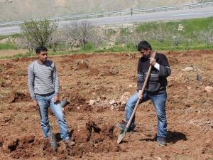 Siirtli Çiftçiler Bu Yıl Fıstık Rekoltesinden Umutlu