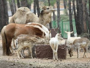 Türkiye’nin İlk Safari Parkı 23 Nisan’da Açılıyor