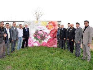 Karaman’da Şakayık Çiçeği Yetiştiriciliği