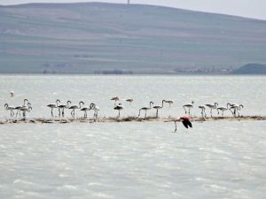 Seyfe’de Renkli Görüntüler