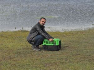 Bitkin Halde Bulunan Balıkçıl Kuşu Tekrar Doğaya Bırakıldı