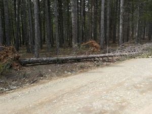 Beyşehir’de Kış Ağaçları Yerinden Söktü