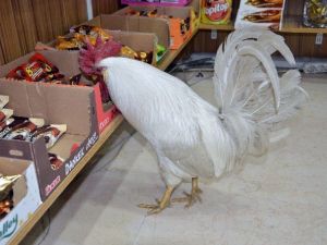 ’Abdi’yi Gören Gözlerine İnanamıyor