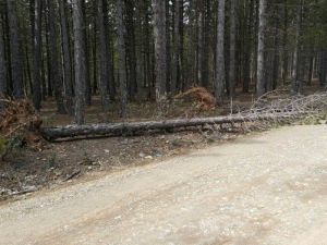 Ağır Kış Şartları Orman Ağaçlarını Yerinden Söktü