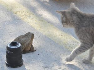 Dev Kurbağa İle Kedinin Oyunu Görenleri Şaşırttı