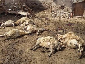 Aç Kurtlar Duvarı Aşıp Avludaki Koyunlara Saldırdı