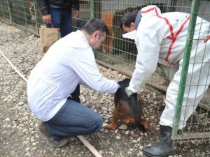 Av Köpeklerine Aşı