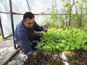 Bodrum Yarımadası Sardunyalarla Kaplanacak